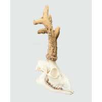 Lesen Skullstore GmbH Bewertungen